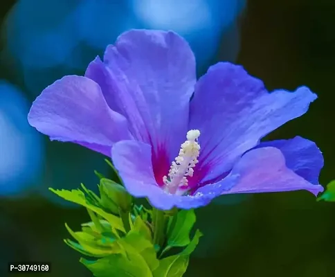 The Entacloo Hibiscus Plant Hibiscus Blue Live Flower Plant Disha90016-thumb0