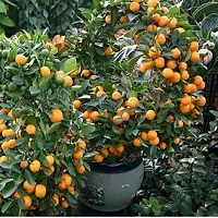 The Entacloo Lemon Plant All Seasons Orange Rare Dwarf Vutaney Orange chatuki komola Live PlantPlant Plant (1 Healthy Live Plant)-thumb1