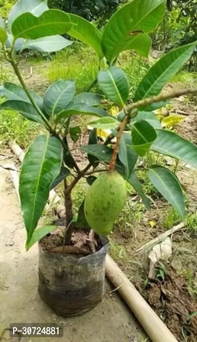 The Entacloo Mango Plant AllSeason Mango Plant-thumb0