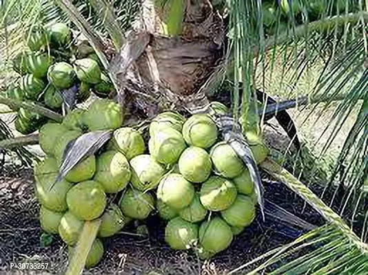 The Entacloo Coconut Plant Coconut Fruit Plant Dwarf Variety DxT Coconut Tree Huge Production Healthy Hybrid Plan-thumb0