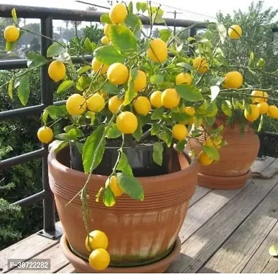 The Entacloo Lemon Plant HYBRID LEMON W7-thumb0