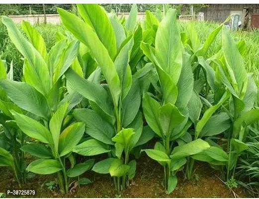 The Entacloo Turmeric Plant TURMERIC PLANT-thumb3