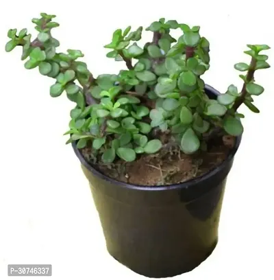 The Entacloo Jade Plant Jade Plant 1-thumb0