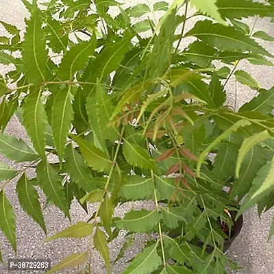 The Entacloo Neem Plant Neem Live Plant Pack of 1-thumb3