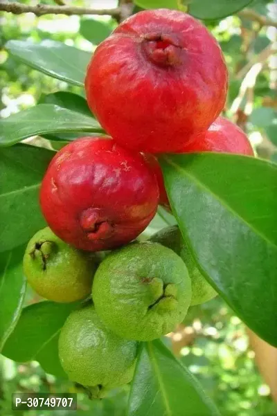 The Entacloo Guava Plant GuavaIG208-thumb0