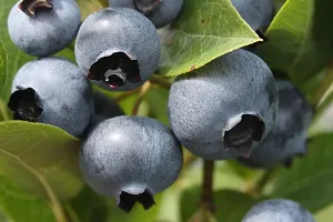 The Entacloo Karonda Plant Rare Hybrid Bush Blueberry Fruit Live Plant-thumb2