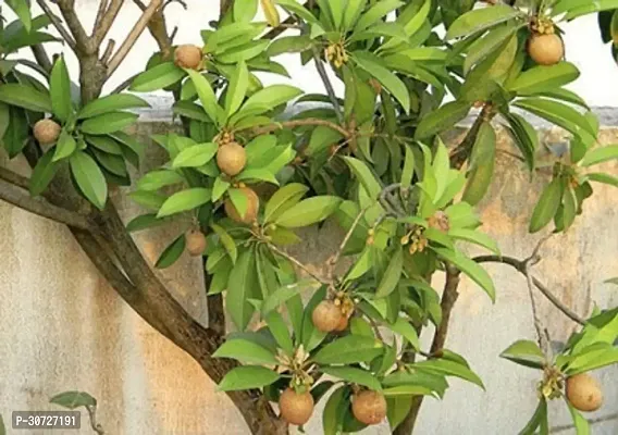 The Entacloo Chiku Plant Live Fruit Plant Sapota Chikoo Dwarf Rare Hybrid - Grafted Sweet Pouteria Thai Garden Plant(1 Healthy Live Plant)s-thumb0