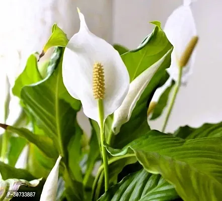 The Entacloo Peace Lily Plant Peace lily plant-thumb0