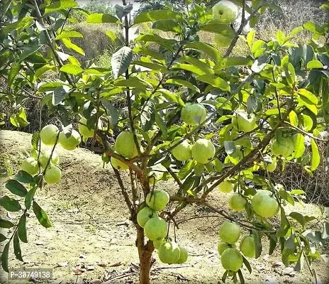 The Entacloo Guava Plant GUAVAVA PLANT L88-thumb2