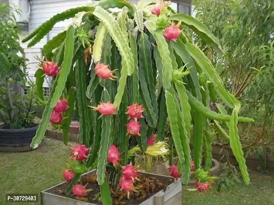 The Entacloo Dragon Tree Hybrid Dragon Fruit Plant ( Red )-thumb0