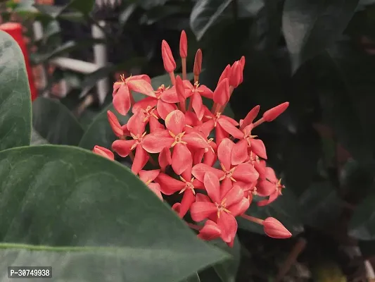 The Entacloo Trothic IxoraChethi Plant Trothic Ixora Chethi Red Plant Live Flower Disha99936-thumb0