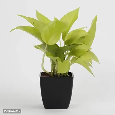 The Entacloo Money Plant Money Plant10-thumb0