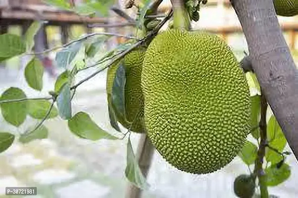 The Entacloo Jackfruit Plant HGV-thumb0