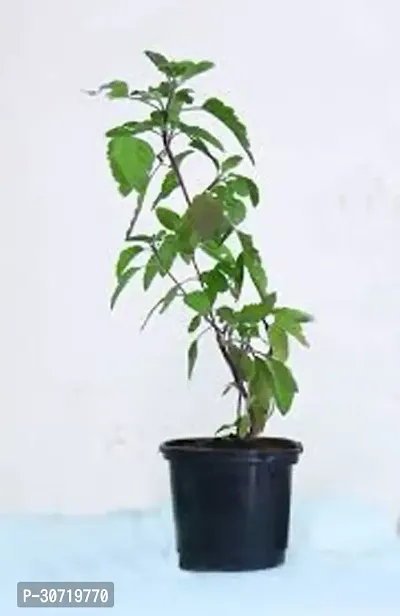 The Entacloo Tulsi Plant Rama Tulsi Plant-thumb0