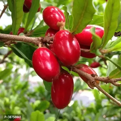 The Entacloo Berry Plant 1 Healthy Rare Live Plant Miracle FruitSynsepalum dulcificum Healthy Live Plant-thumb0