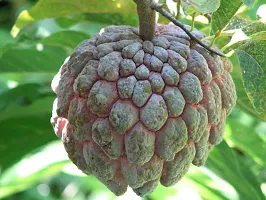 The Entacloo Custard Apple Plant Axotic-thumb1