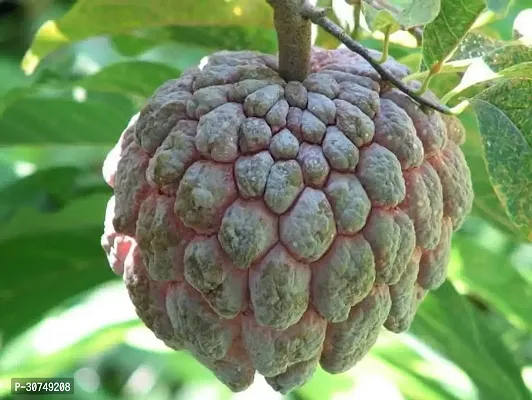 The Entacloo Custard Apple Plant Axotic-thumb2