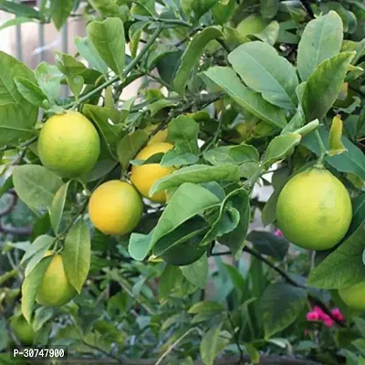 The Entacloo Lemon Plant Hybrid Dwrafs Vaiant CitrusNimbooNimbuLebuLime PlantV1-thumb0