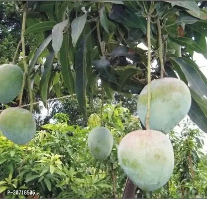 The Entacloo Mango Plant Himsagar Live Grafted Mango Plant Him05-thumb0