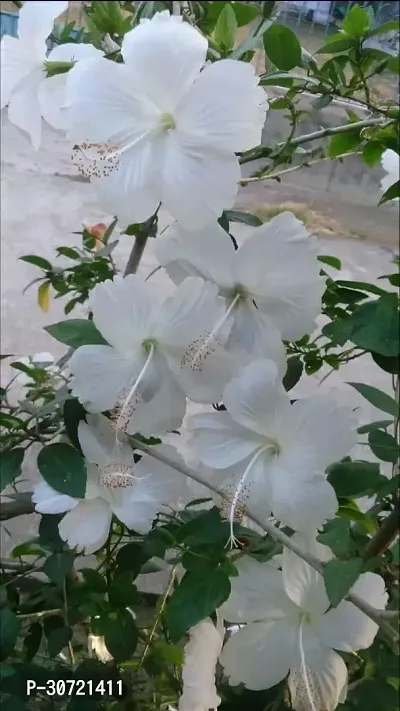 The Entacloo Hibiscus Plant white hibiscus016-thumb0