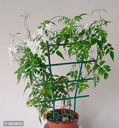 The Entacloo Jasmine Plant Chameli Plant-thumb0