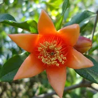 The Entacloo Pomegranate Plant red star flower ANAAR plant-thumb1