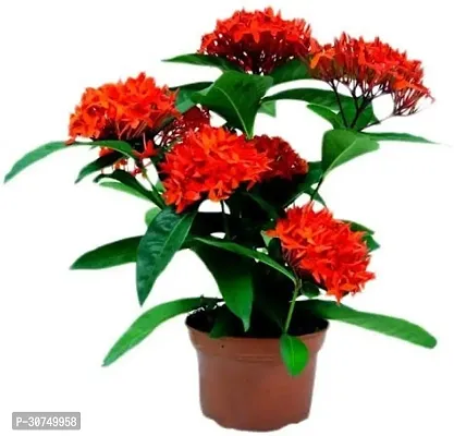 The Entacloo Ixora Singaporensis Red Flowering Plant Live Plant Pink Ixora Dwarf Red Cluster Roof Top Suitable For Gardening Home Plant(1 Healthy Live Plant).-thumb0