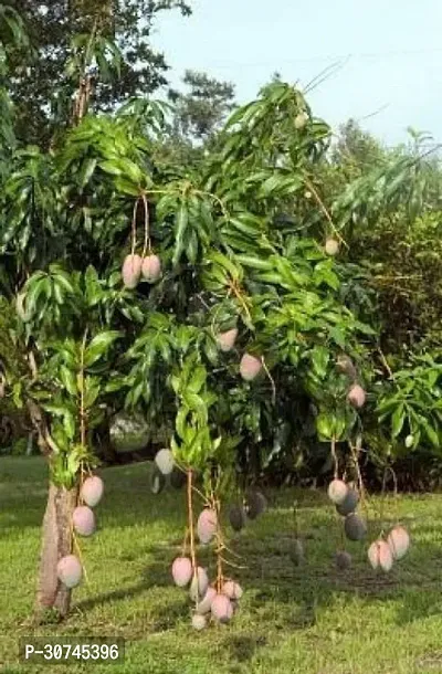 The Entacloo Mango Plant LangraGrafted Mango Plant.-thumb0