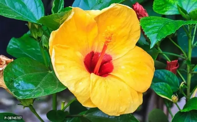 The Entacloo Hibiscus Plant 14Hibiscus Hybrid Plant-thumb0