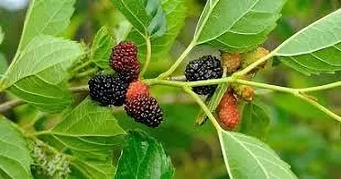 The Entacloo ShahtootMulberry Plant SHAHTOOTMULBERRYPLANT4GJH-thumb1