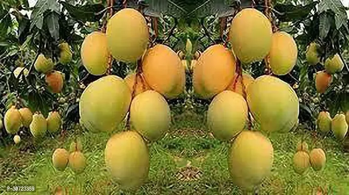 The Entacloo Mango Plant mango lsr-thumb0