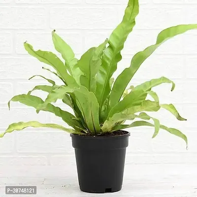 The Entacloo Fern Plant Bird Nest Fern Asplenium nidusPlant-thumb0