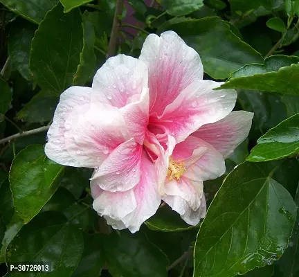 The Entacloo Hibiscus Plant Pink Hibiscus Double Petals (velbet Touch)-thumb0