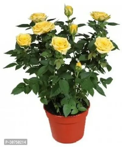 The Entacloo Rose Plant Yellow Rose Plant-thumb0