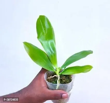 The Entacloo Orchid Plant GHklj1-thumb0