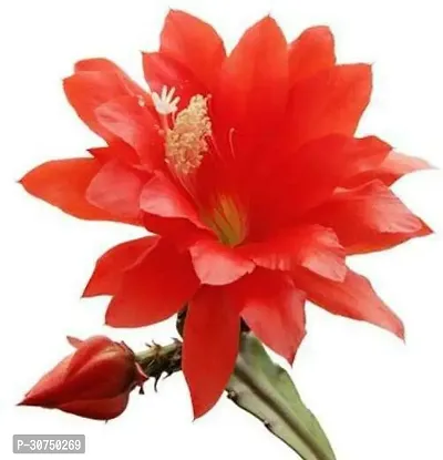 The Entacloo Lily Plant Epiphyllum DARK RED Jungle Cactus Orchid-thumb0