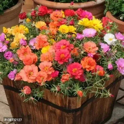 The Entacloo Portulaca Plant 5 inch 9 OClock Flower Plant Seeds For Home Garden Perfect Home Garden Plant Seeds-thumb0