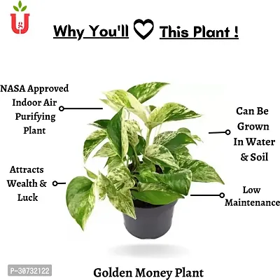 The Entacloo Money Plant Ultima Gardening, Golden Money Plant, Ornamental Indoor Plant-thumb2