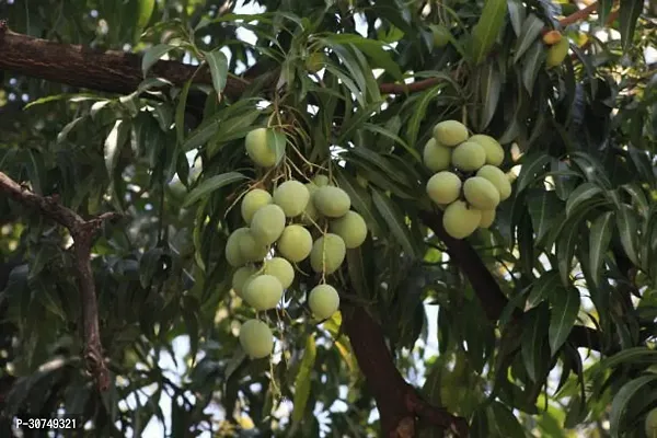 The Entacloo Mango Plant Mango Plant040-thumb0