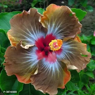 The Entacloo Hibiscus Plant eco worlds Hibiscus Plant-thumb0