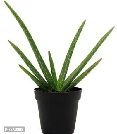 The Entacloo Aloe Vera Plant ALOEVERA-thumb0