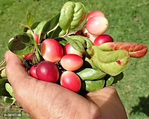 The Entacloo Cherry Fruit Plant Sweet cherry Fruit Plant c14-thumb0