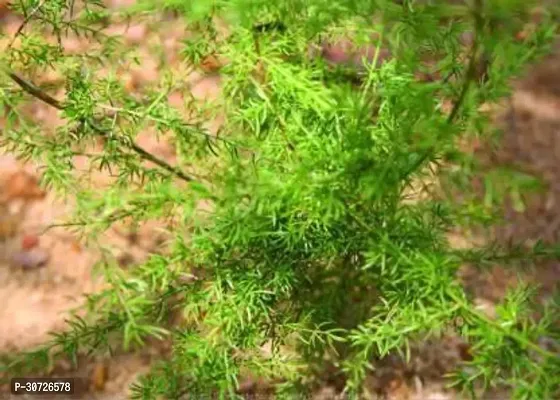 The Entacloo Asparagus Plant Shatvari Plant-thumb0