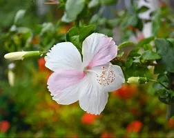 The Entacloo Hibiscus Plant White hibiscus plant-thumb1