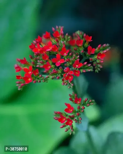 The Entacloo Trothic IxoraChethi Plant Trothic Ixora Chethi Red Plant Live Flower Disha999222-thumb0