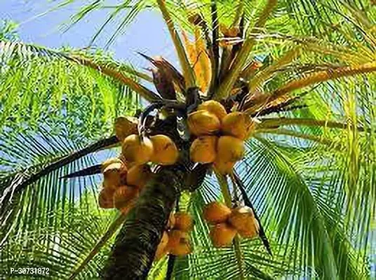 The Entacloo Coconut Plant HYBRID COCONUT 12L-thumb0