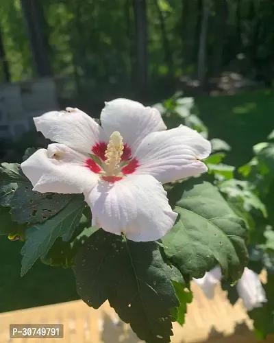 The Entacloo Hibiscus Plant Hibiscus White Live Flower Plant Disha220461-thumb0