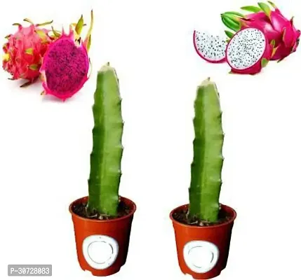 The Entacloo Dragon Tree Dragon Fruit Combo Pack of 2- Multi Varieties-thumb0