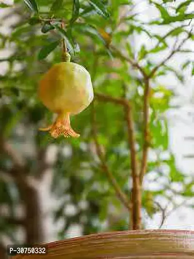 The Entacloo Pomegranate Plant _Go85168-thumb0