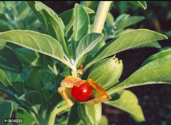 The Entacloo AshwagandhaIndian Ginseng Ashwagandha BeautifulMedicinal Live Plant-thumb2